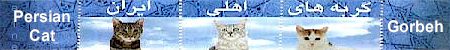 Persian Cat, Iranian Domestic Cats