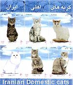 Iranian Domestic cats, Persian Cat History, Persian Cat Breeders, Persian cat names, Persian Cat Gallery