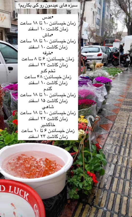 Noruz Iranian New Year 2584 is coming, first day of Spring, when and how to start planting Sanzi for Sofreh Haft Seen?